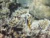 p1050598