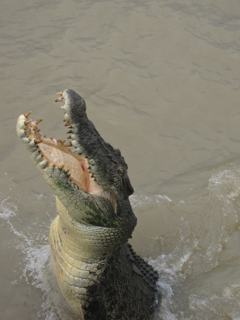 croco
