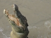 croco