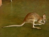 wallabie