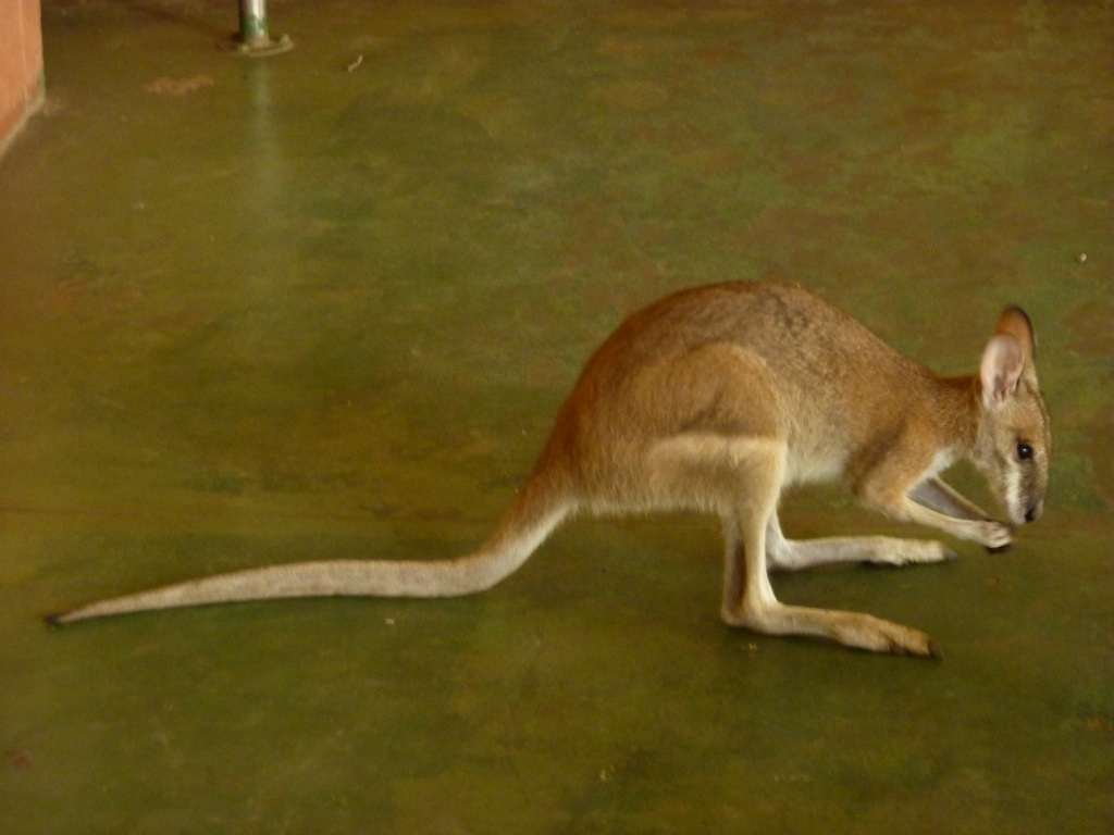 wallabie