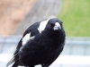 dscf9685