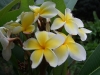 dscf9729