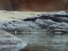dscf9832
