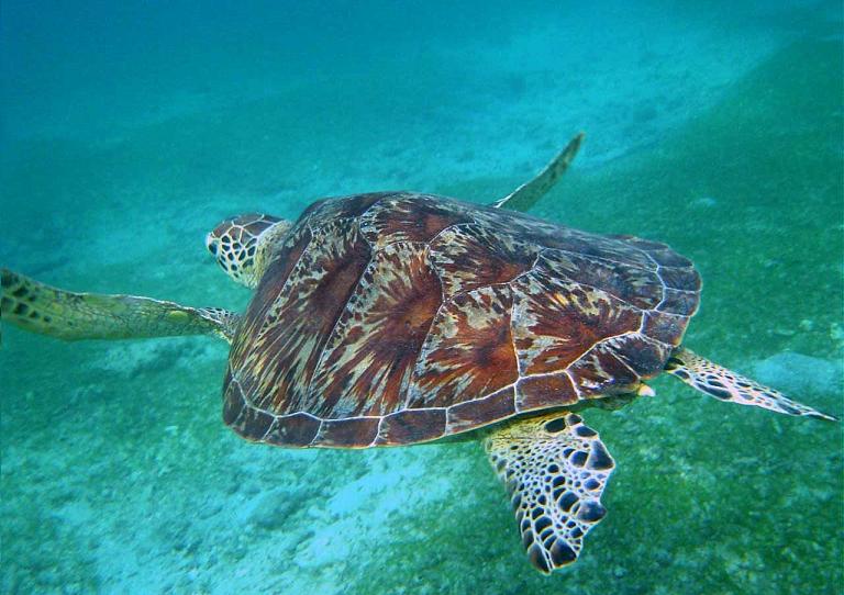 tortue_verte tortue_verte